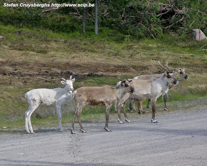 Bears trail  - Reindeers At the end of our tour, in the ski village Ruka, we observe quite a lot of reindeer. Now that the mosquitos are numerous, the reindeer leave the woods. Stefan Cruysberghs